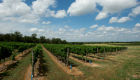 Hill Country Vineyard and Regional Imagery