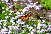 007 Carter Creek Common Areas and Butterflies
