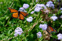 022 Carter Creek Common Areas and Butterflies